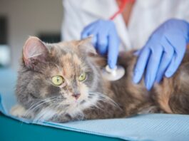 Кастрация: как происходит и нужна ли животному