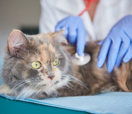 Кастрация: как происходит и нужна ли животному