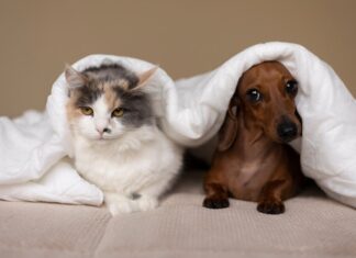 Аллергии у домашних животных: симптомы, диагностика и лечение