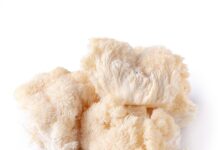 Ежовик гребенчатый: что это такое, для чего используют