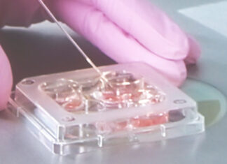 Экстракорпоральное оплодотворение: рекомендации и этапы процедуры