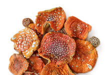 Сушеные шляпки красного мухомора: полезные свойства и противопоказания