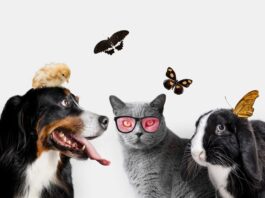 Гуманно ли усыплять животных на дому