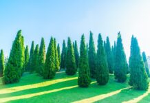 Советы ландшафтных дизайнеров: как не ошибиться с выбором хвойников