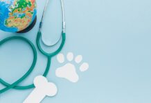 Функции круглосуточной ветеринарной клиники: неотложная помощь для животных