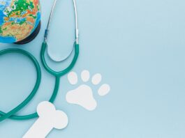 Функции круглосуточной ветеринарной клиники: неотложная помощь для животных