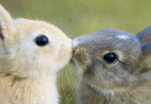 Как организовать детский день рождения в кафе с кроликами