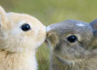 Как организовать детский день рождения в кафе с кроликами