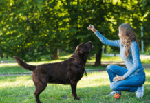 Правильное использование лакомств при дрессировке собак: советы дрессировки собак Алматы