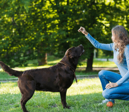 Правильное использование лакомств при дрессировке собак: советы дрессировки собак Алматы