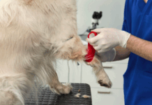 Как подготовить питомца к сдаче анализа крови