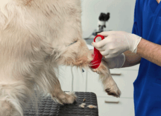 Как подготовить питомца к сдаче анализа крови