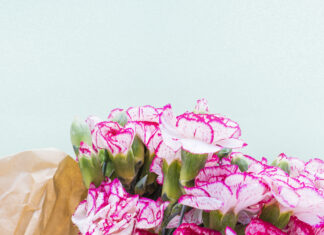 Можно ли дарить гвоздики любимой девушке: разбираем значение цветов и повод