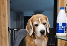 Подходят ли бигли для семьи с детьми