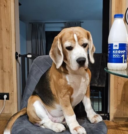 Подходят ли бигли для семьи с детьми